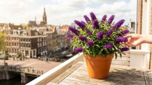 Bloeit tot wel 10 maanden in pot: deze droogtebestendige struik is een hit bij tuinders