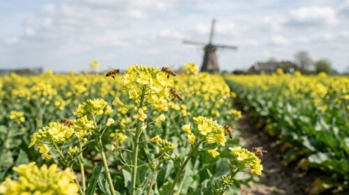 Waarom bijen dol zijn op deze groente en jij ook: een must in je moestuin